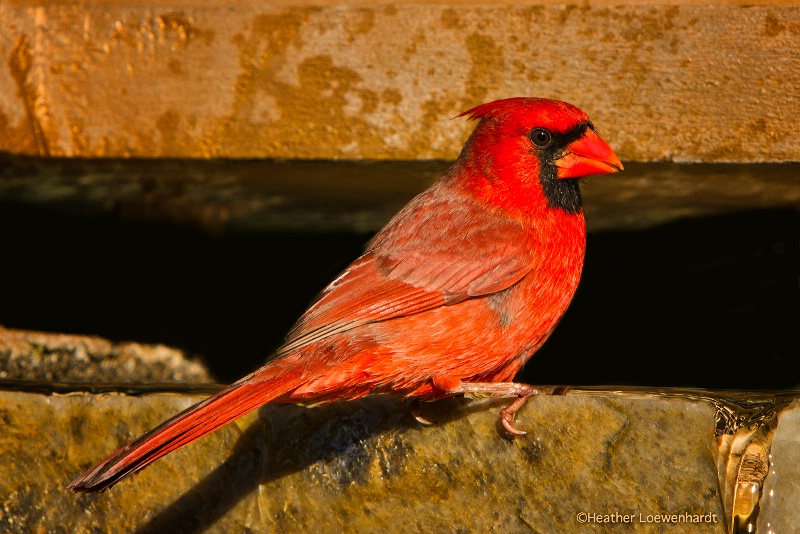 Northern Cardinal