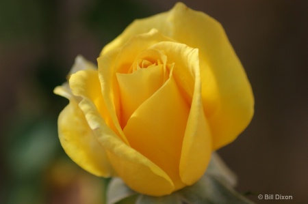 'Pearl' Hybrid Tea Yellow Rose