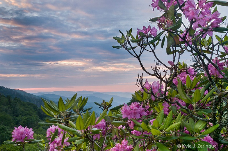 Sunrise Rhododendrons - ID: 12730028 © Kyle Zeringue
