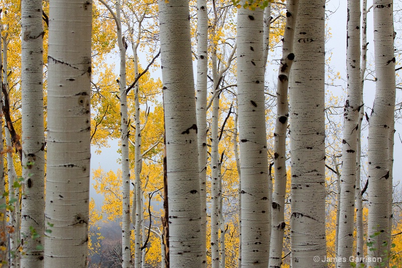 Rainy Day Aspen