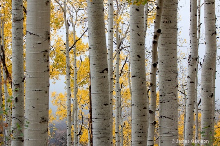 Rainy Day Aspen