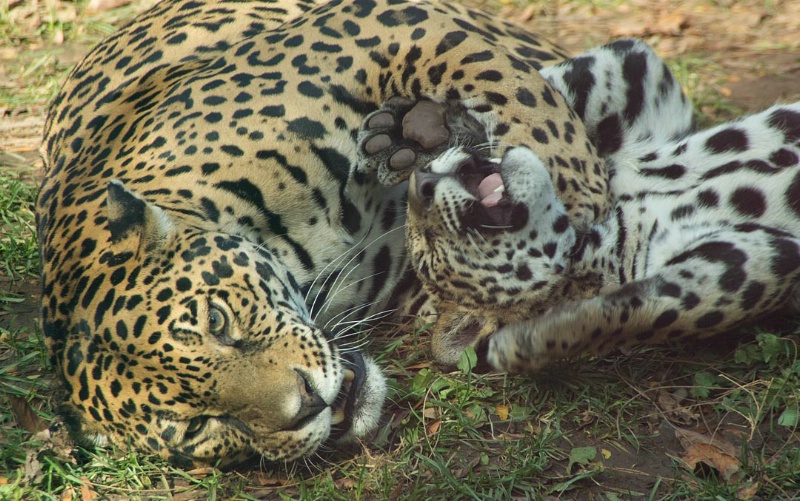 Jaguar and cub