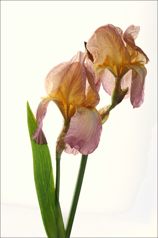 Plum irises