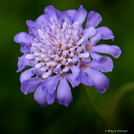 Pincushion Flower