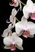 Orchid Beauties