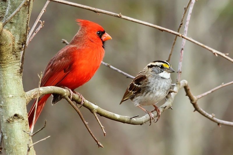 Cardinal-Sparrow