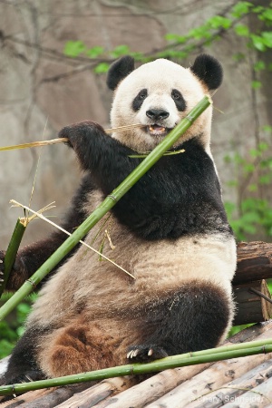 Giant Panda 001