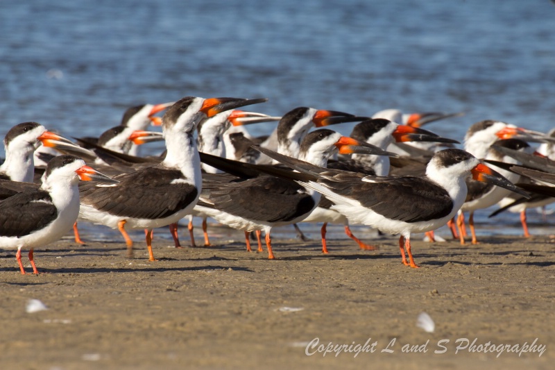 American Oyster Catcher Parade