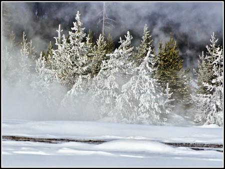 Frosty Evergreens