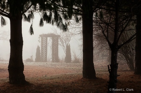 Trellis In the Fog