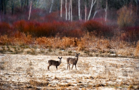 Whitetail Deer-habitat