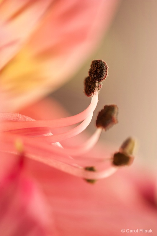 Stamen