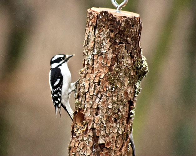 ~ Black and White Woodpecker ~