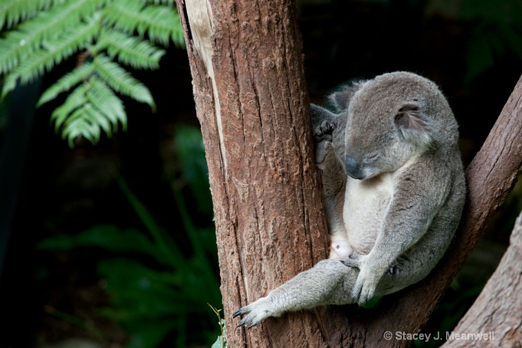 Another Nap Time - ID: 12734690 © Stacey J. Meanwell