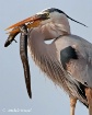 My Catch