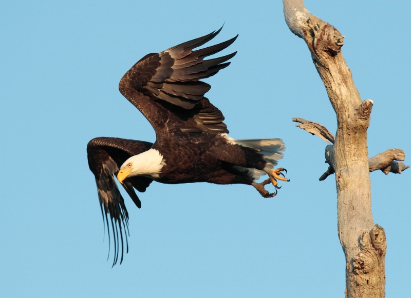Bald Eagle Take off