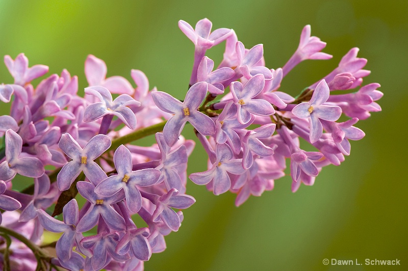 lilac - ID: 12735831 © Dawn Schwack