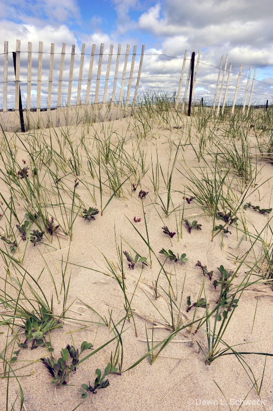 spring beach grass - ID: 12735834 © Dawn Schwack