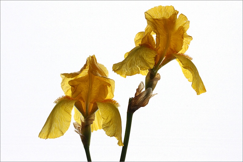 Yellow irises