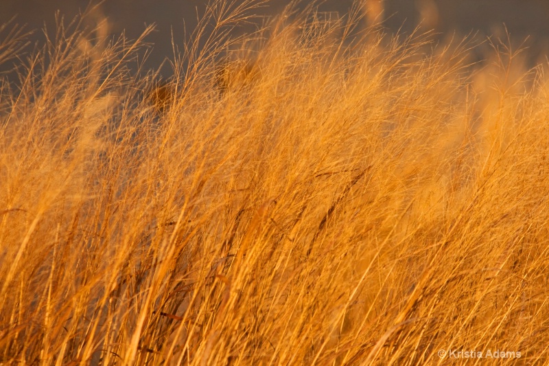 Marsh Grasses