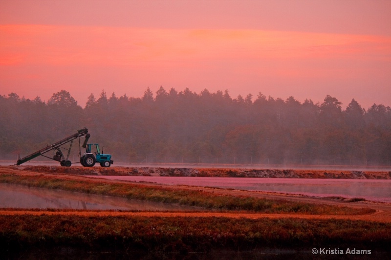 Harvest Morning