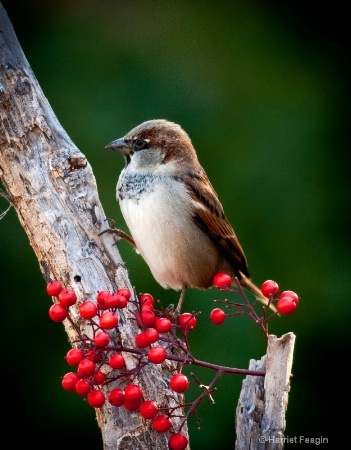  mg 8039  sparrow with berries profile