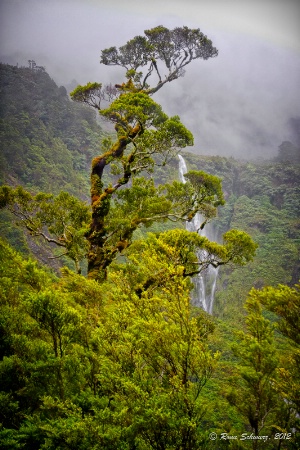 Tree of Mountains and Fog