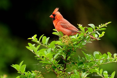 Dressed In Red !