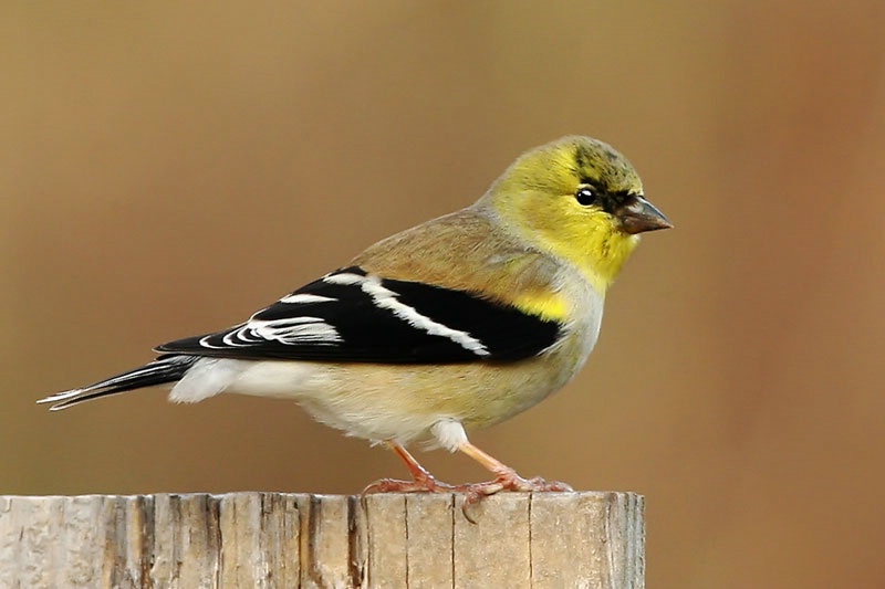 Goldfinch