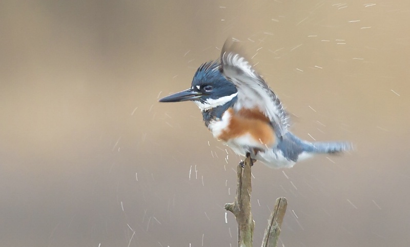 KIngfisher after bathing - ID: 12737633 © Bob Miller