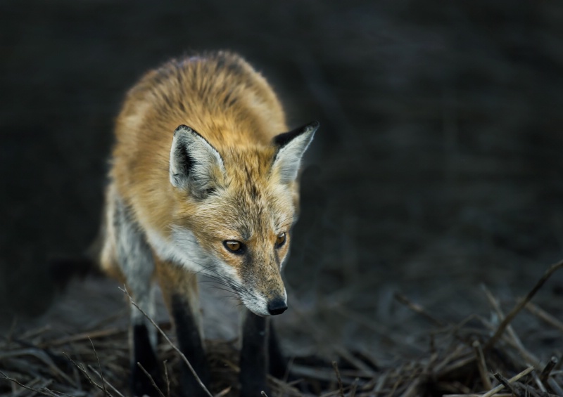 Red Fox- Bombay Hook De - ID: 12737637 © Bob Miller