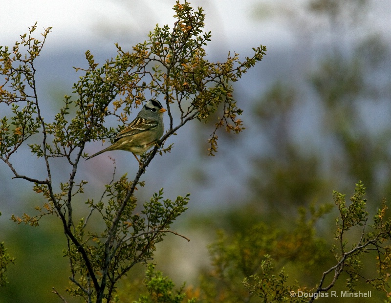 Bird on a Branch - ID: 12738121 © Douglas R. Minshell