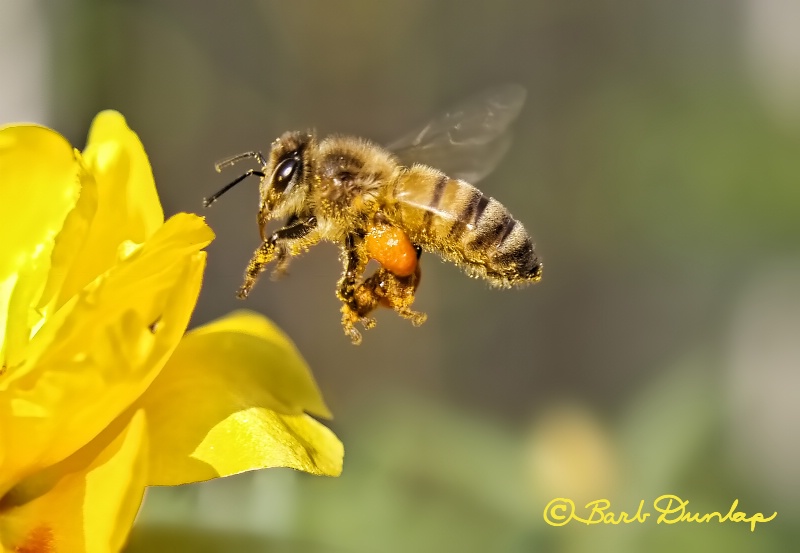 Bizzy Bee