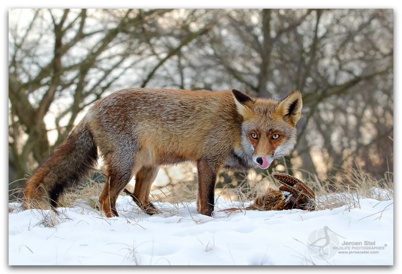 Red Fox with Woodcock