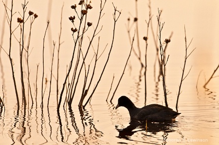 American Coot in the Reeds