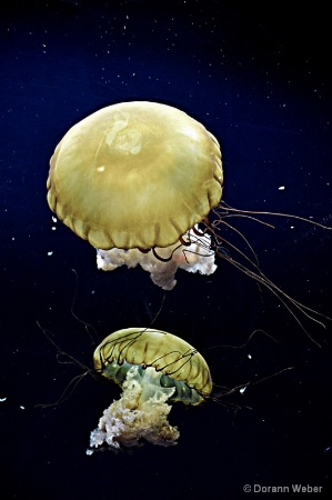 Giant Jellies!