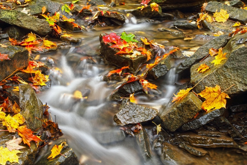 Autumn Brook