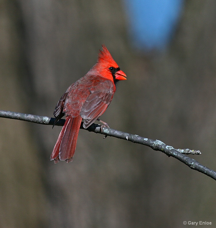 " Male Cardinal "