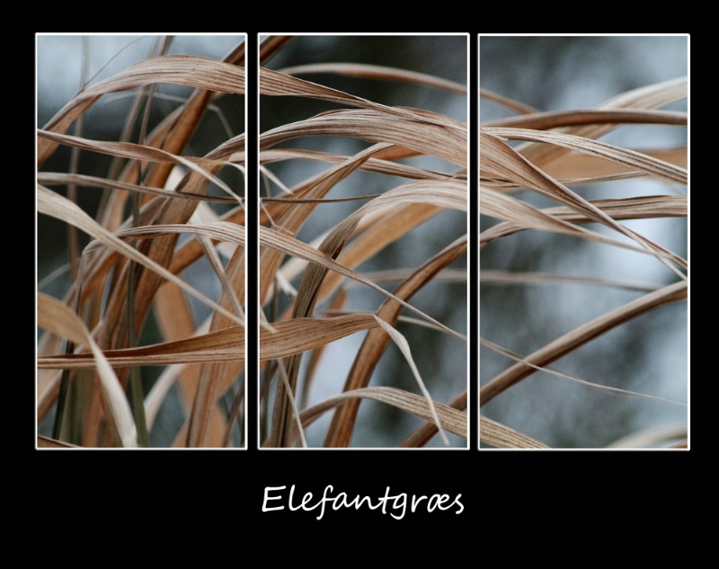 Miscanthus