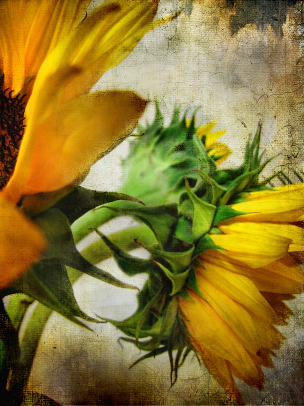 Sun Flowers Past