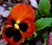 face in the flowe...