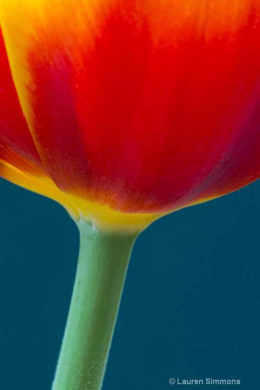 Spring Tulip