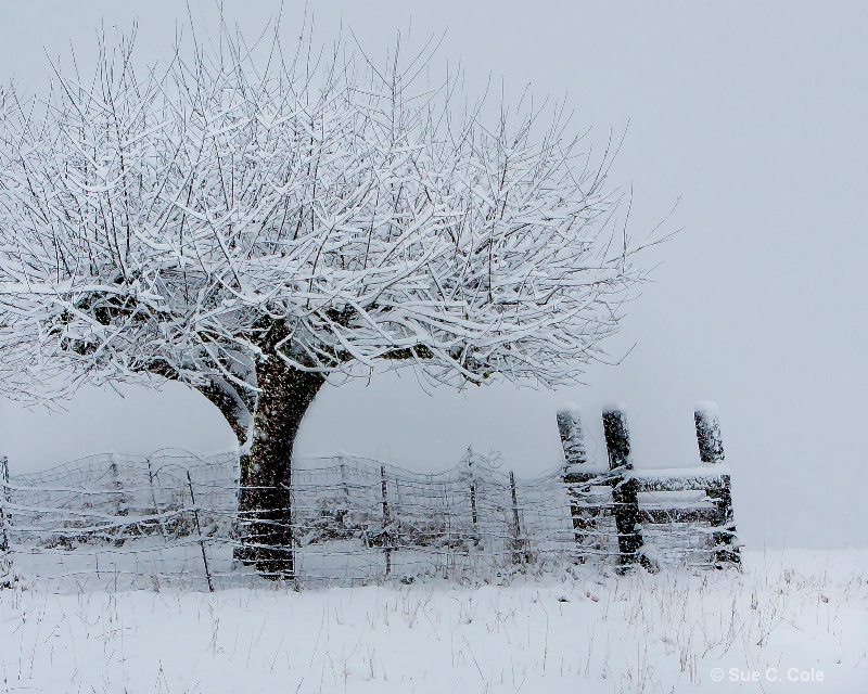 Snow on Snow