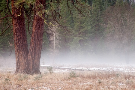 Yosemite Trees