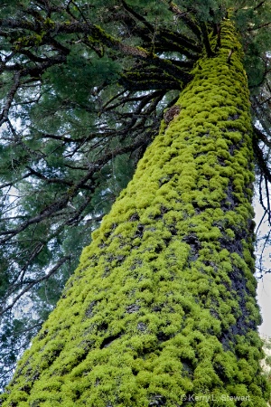 Yosemite Trees 4