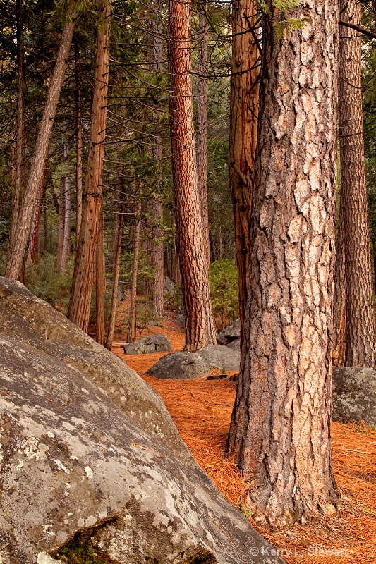 Yosemite Trees 3 - ID: 12740835 © Kerry L. Stewart