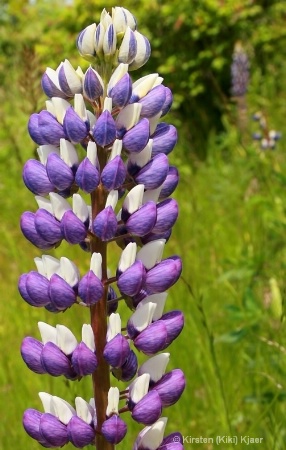 Pretty In Purple