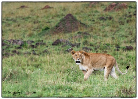 On the Move