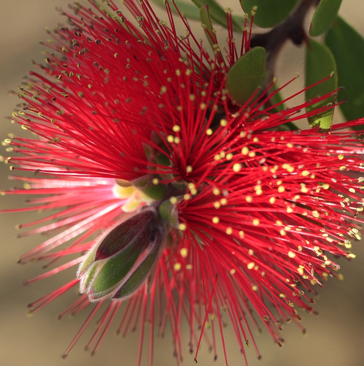 Bottle Brush