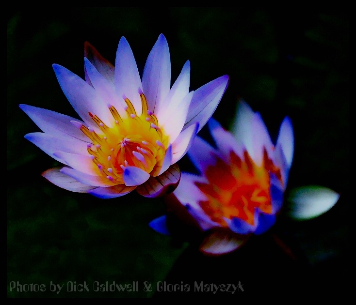 Water Lily, Kauai, Hawaii - ID: 12741852 © Gloria Matyszyk